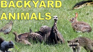 Animal Wildlife Spotted in Backyard in Ontario Canada | Turkey, Birds, Rabbits, Snake, Squirrels