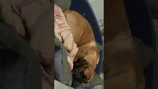 Struggling to get tired boerboel puppy Jesse out of her bed #shorts