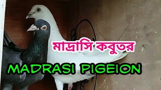 Andhra+pulsar breed pigeon