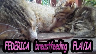 Mother Federica breastfeeding the little Flavia . (: Sweet Cats  - Cute Cats :)