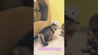 милые котята  #shorts #cat #video