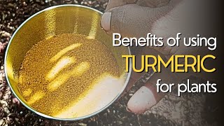 Why I’m Adding Turmeric to My Soil | Uses of turmeric powder in the garden