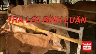 Nuôi bò| Trả Lời Bình Luận Số 1️⃣