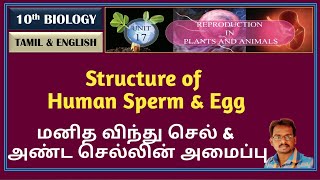 Structure of Human Sperm and Egg - Class 10  - Zoology