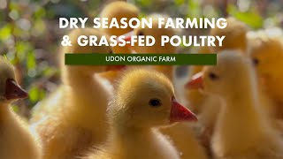 Dry season farming & Grass-fed poultry - การทำฟาร์มช่วงหน้าแล้งและการเลี้ยงสัตว์| Udon Organic Farm