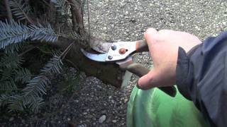 Setting Up A Fresh Cut Christmas Tree