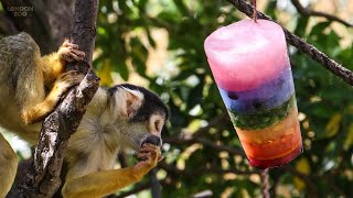 We're celebrating Pride at London Zoo