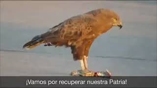 Águila devorando serpiente !