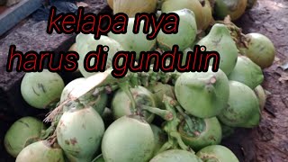 cara mengupas kelapa ijo obat untuk di rebus#youtube #caramengupaskelapa#tutorial