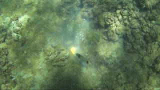 Poissons qui en les nourrissent d'oeufs. Vous regardez ces poissons comme ils mangent oeufs frais