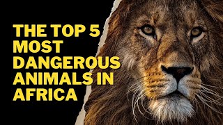 THE TOP 5 MOST DANGEROUS ANIMALS IN AFRICA