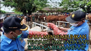 Cara mengobatin sapi yang terdampak PMK semoga bermanfaat