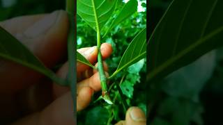 jackfruits grafting #gardening #shortvideo #farming #viralvideo #grafting #naturefarm #propagation