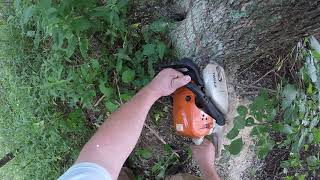 Stihl MS311 chainsaw video: Cutting an elm tree