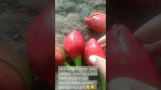 mencari buah misterius dihutan 😯 #youtubeshorts #adventure #shorts #fruits #satisfying