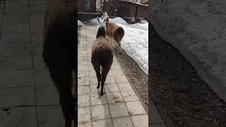 Ламы 🦙