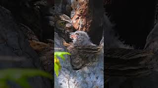 Baby’s love from great horned owlet #love #birds #owl #wildlife #birdofprey #nesting #owllovers