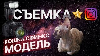 Канадский сфинкс. Фотосессиия в музее космонавтики Лысый кот. Смешные коты. Кошка видео ASIA SPHYNX