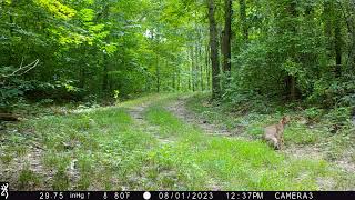 A beautiful bobcat