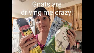 How to get rid of annoying gnats! Gnats are driving me crazy!!!