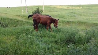 rd #322 Grazing Horses #1