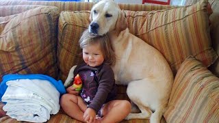 When true friendship in it's perfect form - Cute dog and their little friends