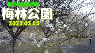 【VLOG】栃木県佐野市《梅林公園》 2023.03.04