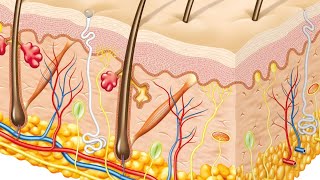 ##skin #skin anatomy & physiology ###