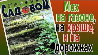 Мох на газоне, крыше, дорожках