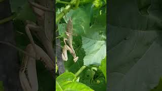 Huge Mantis guarding the passion fruits.