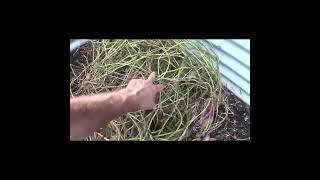 propagating sweet potatoes-how to grow sweet potatoes