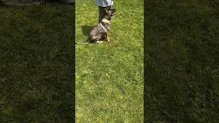 Son Training Puppy 🐶  Fuss | Weave #dog #shorts #puppy