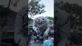 Harimau Putih Yang Besar Sekali | Karnaval Bungasari #shorts