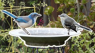 Backyard Birdbath