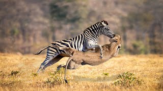 Lion Attack Baby Zebra