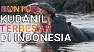 Nonton kudanil terbesar di Indonesia|GEMBIRALOKA