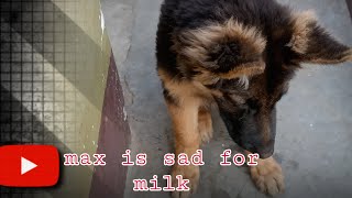 max is emotional sad🥲🥲#gsdshorts