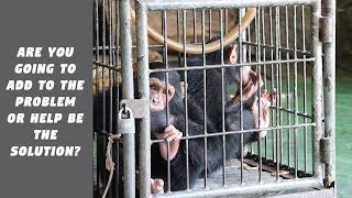 Animal Cruelty Rampant in Thailand Tourism [Warning: May be upsetting to watch]