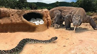 This Snake Was Doomed! Rare Animal Fights Caught on Camera