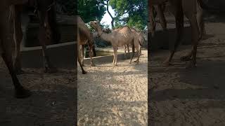 #animal #viralvideo #youtube #ytshorts #animal