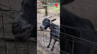 наша жизнь в Германии 🇩🇪. кормим зверей. попрошайки