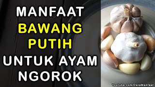 Manfaat Bawang Putih Untuk Ayam Ngorok Yang Tidak Banyak Diketahui