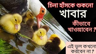 চিনা হাঁসকে শুকনো খাবার কীভাবে খাওয়াবেন ? china hash palon #চিনা_হাঁসের_খামার  #graduate_farmer