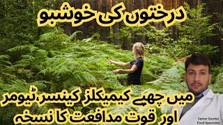 Forest bathing increases immunity | shinrin yoku | درختوں کی خوشبو میں چھپے راز