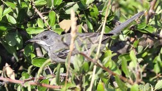 Silvia di Ruppell giovane - Young Ruppell's warbler