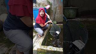 Cari ikan di kolam #short