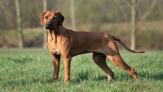 Rhodesian Ridgebacks Meeting Other Dogs: Socialization Tips