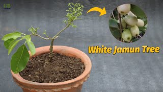 Grow white jamun tree in pot | Plant dwarf white jamun tree in pot or container