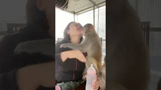 monkey made me rude #shortsvideo #shorts #pets #viral #trending #viral #animals #monkey #funnyshorts