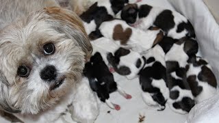 Lhasa Apso dog mating and giving birth